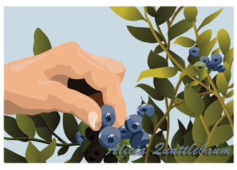 Blueberries